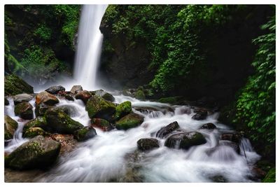 Scenic view of waterfall in forest