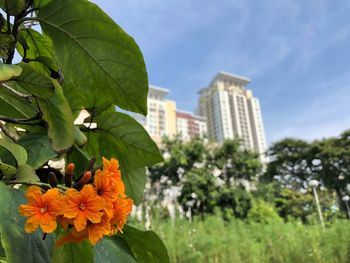 View of flowering plant against cloudy sky