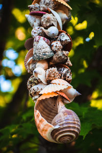 Close-up of mushrooms growing on field