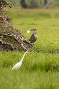 Birds perching on grassy land