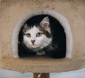 Portrait of cat relaxing in scratching pole