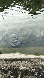 High angle view of turtle swimming in lake