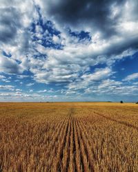 Scenic view of agricultural field against sky