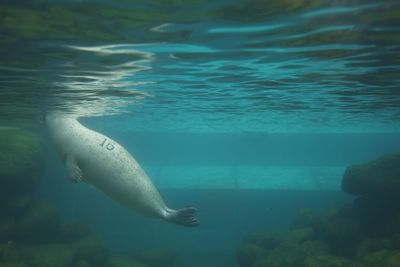 High angle view of swimming in sea