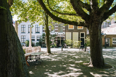 Trees and buildings in city