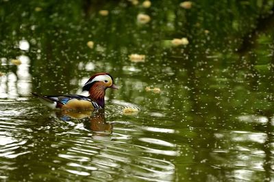 Duck swimming in lake