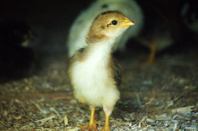 Close-up of young bird