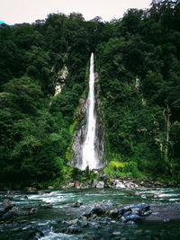 Scenic view of waterfall in forest