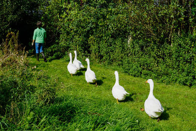 View of birds in garden