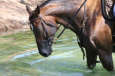 Close-up of horse walking in water