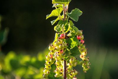 Close-up of insect on plant