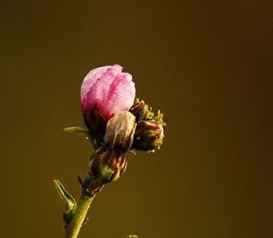 Close-up of flower buds growing outdoors