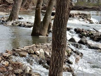 Rocks by river in forest