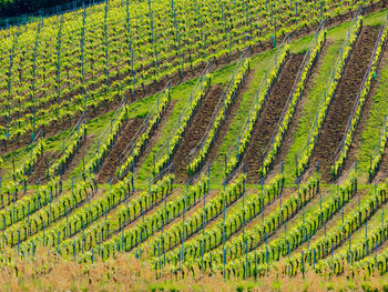 High angle view of vineyard