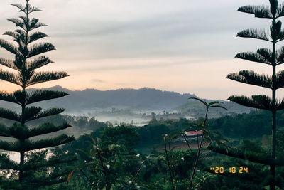 Scenic view of palm trees on landscape against sky