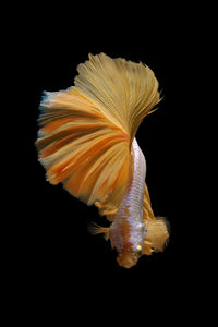 Close-up of flower against black background