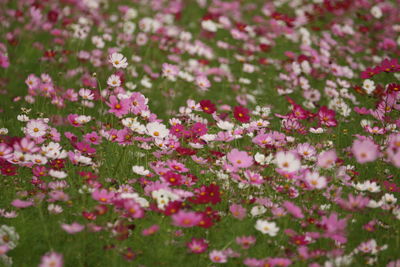 Close-up of pink flowering plants on field