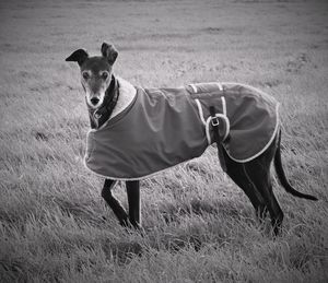 Dog covered in blanket standing on field