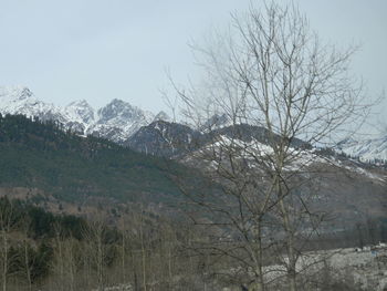 Bare trees by mountains against clear sky