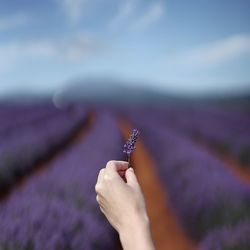 Purple lavender background 