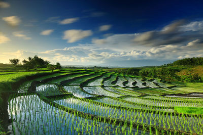 Scenic view of agricultural field against sky