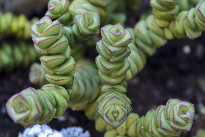 Close-up of succulent plant growing on field