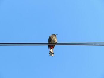 Bird perching on cable against clear blue sky