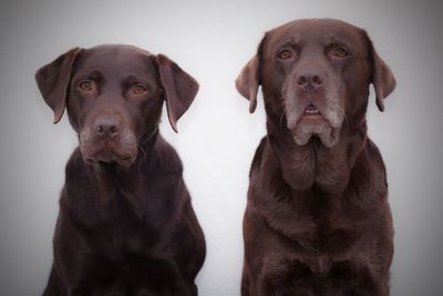 Portrait of dogs against white background