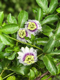 Close-up of passion flower