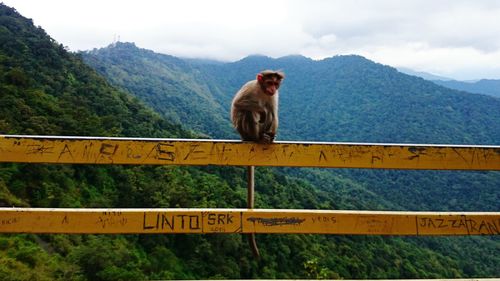 Monkey on railing against mountains