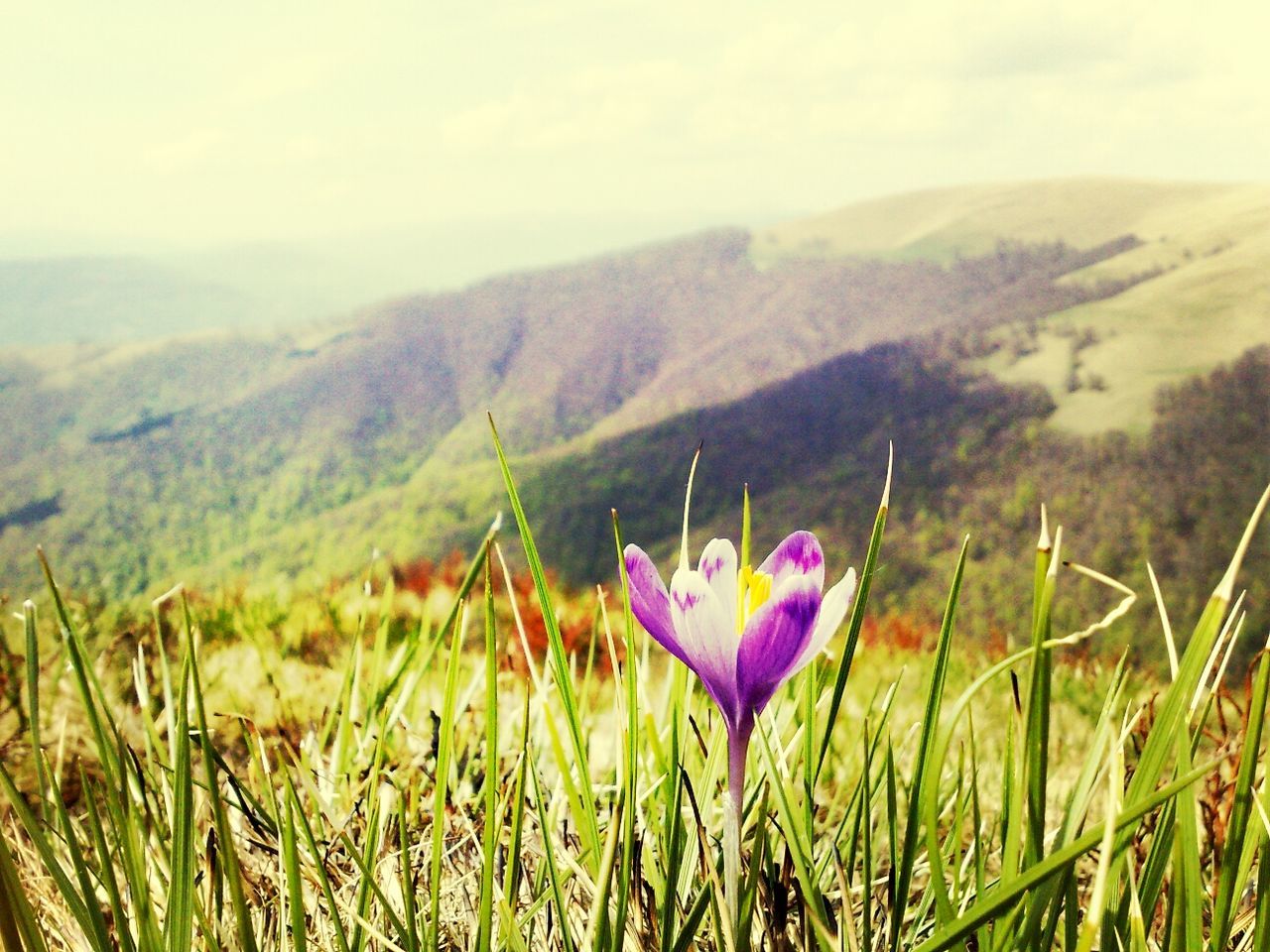 flower, growth, grass, field, beauty in nature, landscape, plant, nature, freshness, mountain, tranquil scene, tranquility, fragility, sky, scenics, meadow, stem, green color, blooming, no people