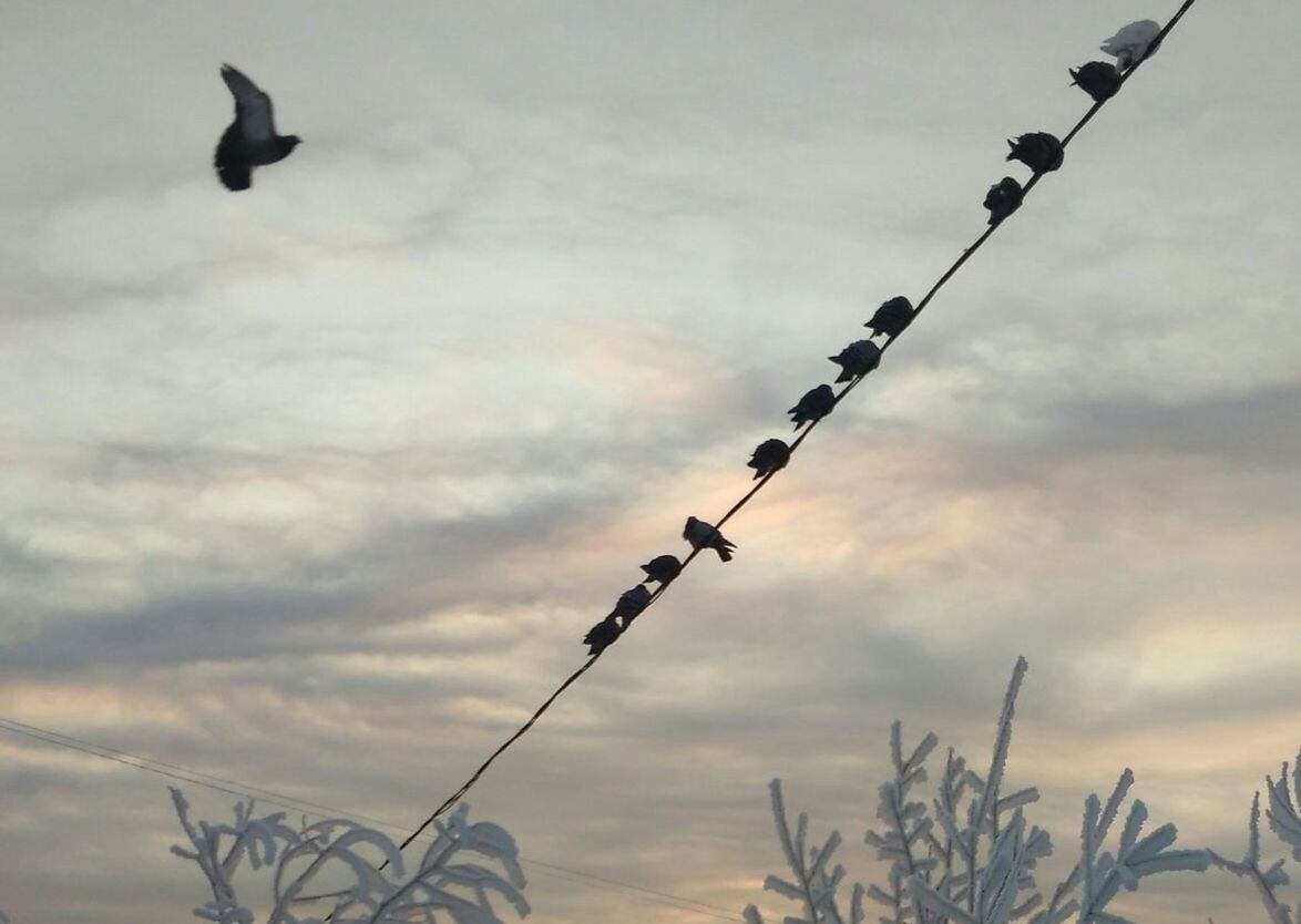 LOW ANGLE VIEW OF SILHOUETTE BIRDS AGAINST SKY AT SUNSET