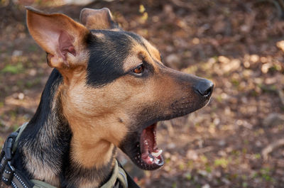 Close-up of dog