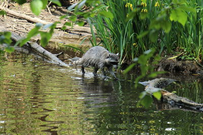 Duck swimming in lake