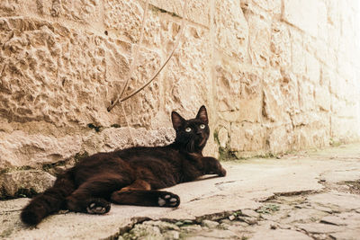 Portrait of black cat sitting outdoors