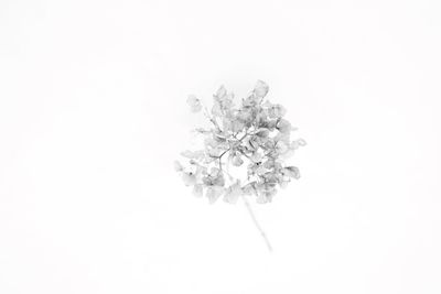 Close-up of white flowers over white background