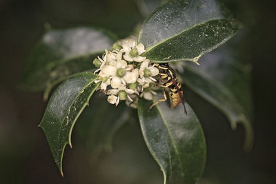 Close-up of insect on flower