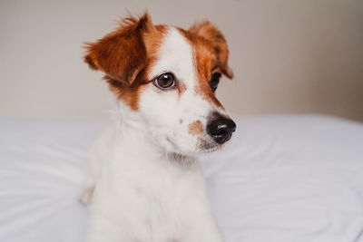 Close-up of dog on bed at home