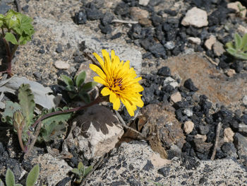 High angle view of yellow flower on rock