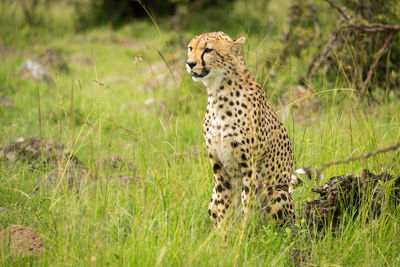 Cheetah sits by log in long grass