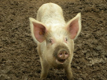 High angle portrait of a rabbit