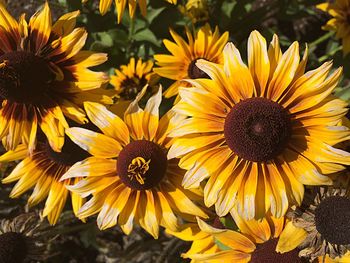 Close-up of sunflower