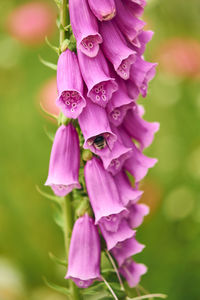 Close-up of purple flowering plant