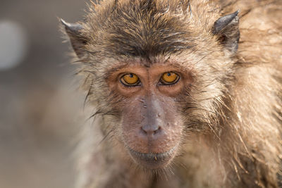 Close-up portrait of long-tailed macaque in zoo