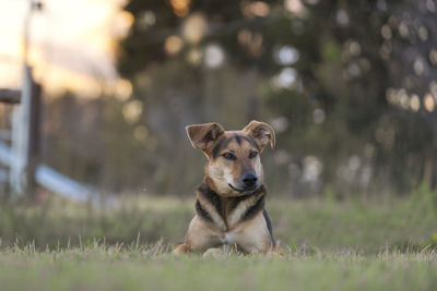 Portrait of dog on field