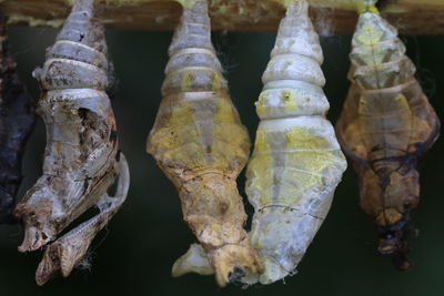 Close-up of dead animal