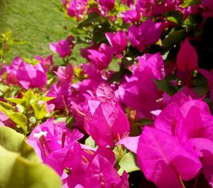 Close-up of pink flower