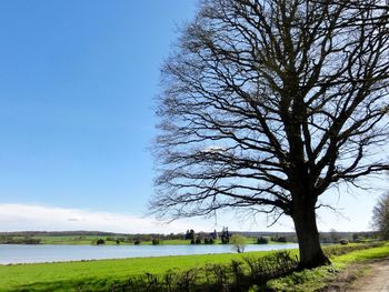 Bare tree on field against sky