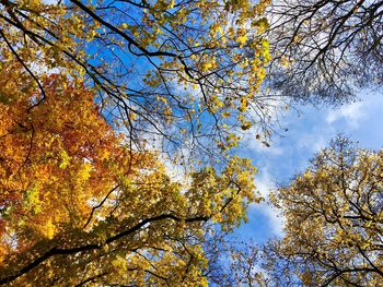 Low angle view of trees against blue sky