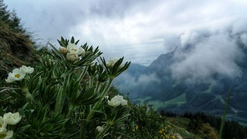 Close-up of flowering plant against cloudy sky